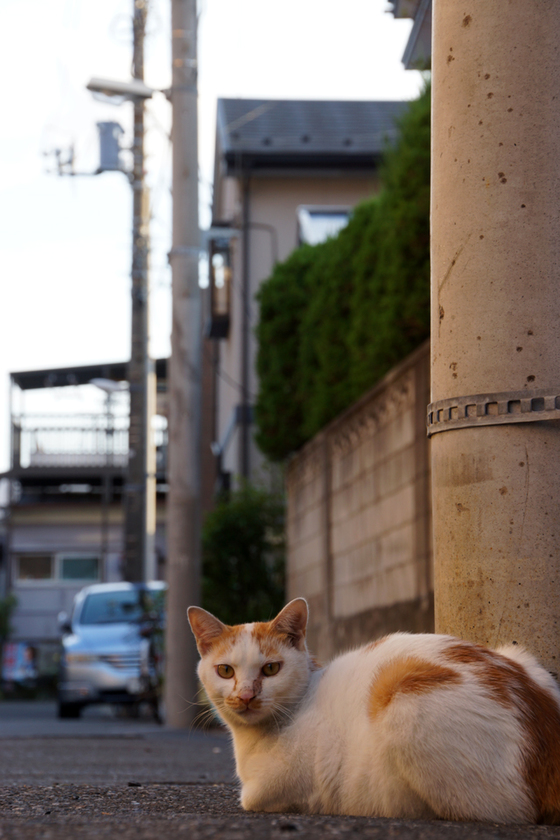 DSC05802_20121008.JPG