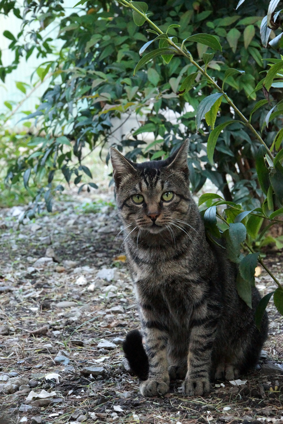 DSC05826_20121008.JPG