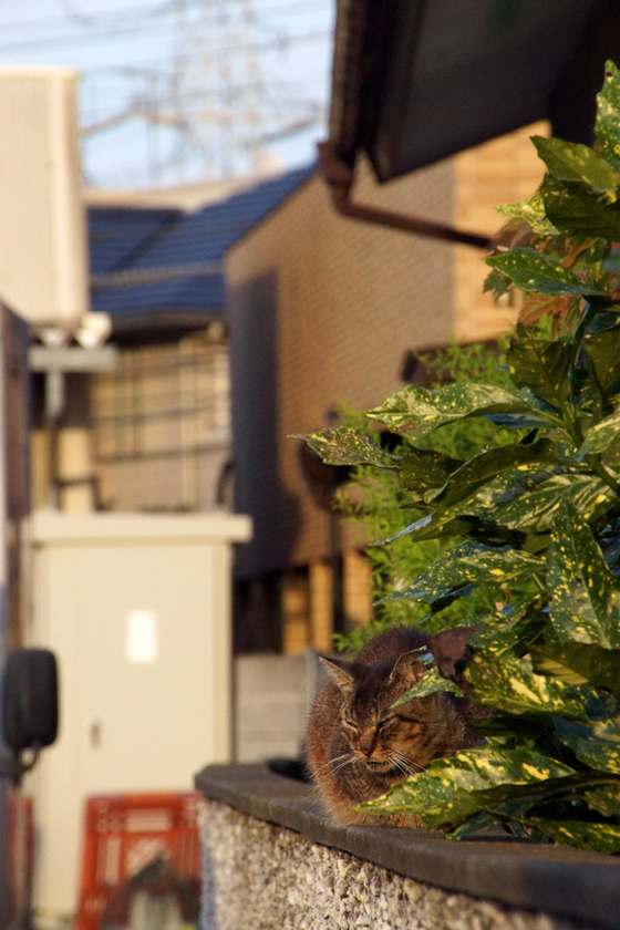 DSC05845_20121008.JPG