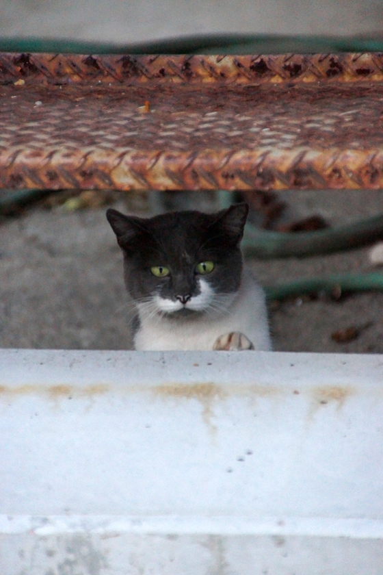 DSC05902_20121008.JPG