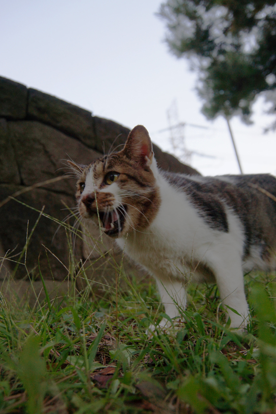 DSC06027_20121009.JPG