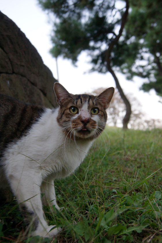 DSC06032_20121009.JPG