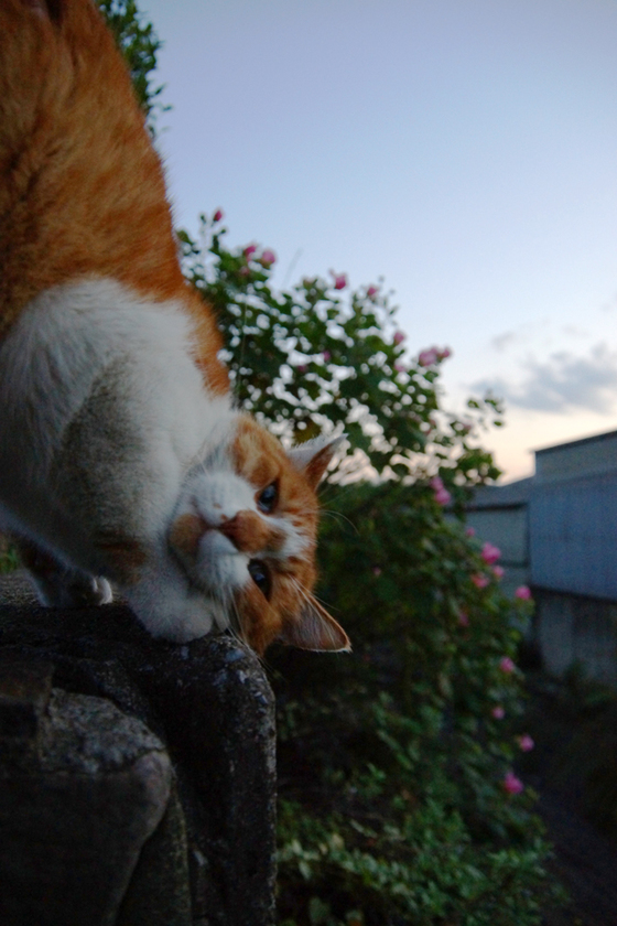 DSC06089_20121009.JPG