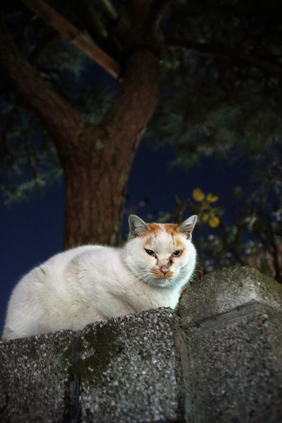 DSC00171_20130130.JPG