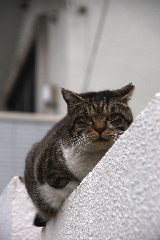 DSC00268_20130201.JPG