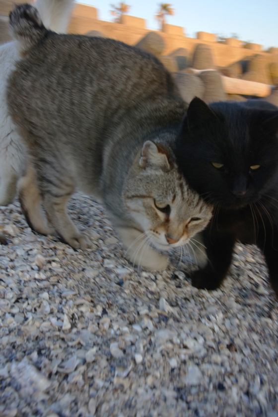 DSC09888_20130130.JPG