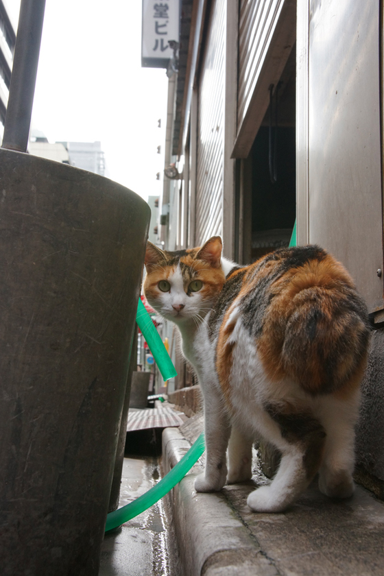 DSC00068_20130930.JPG
