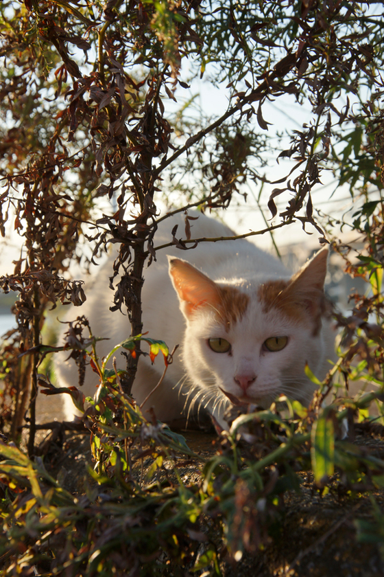 DSC09676_20130927.JPG