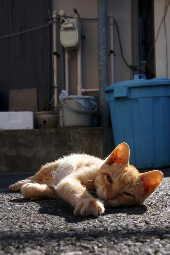 DSC09885_20130928.JPG
