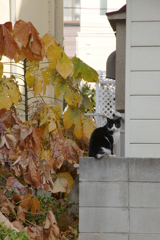 DSC00153_20131204.JPG