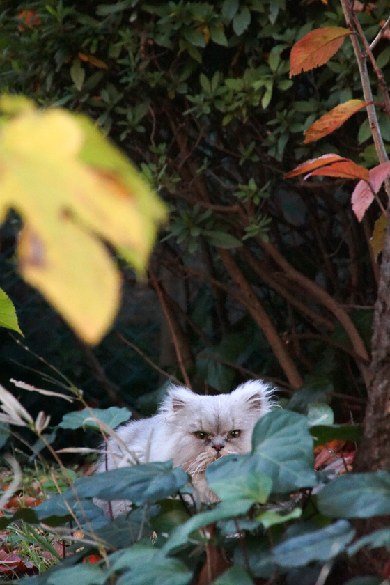 DSC09305_20131201.JPG