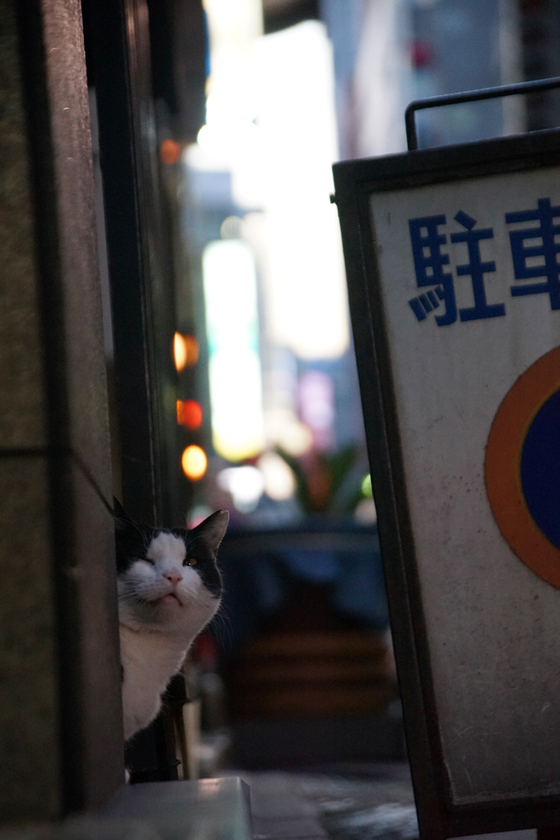 DSC09347_20131201.JPG
