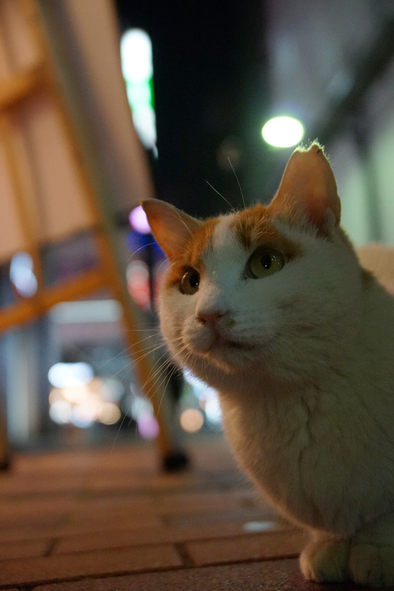 DSC09417_20131201.JPG