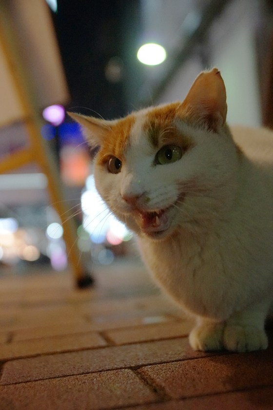 DSC09434_20131201.JPG