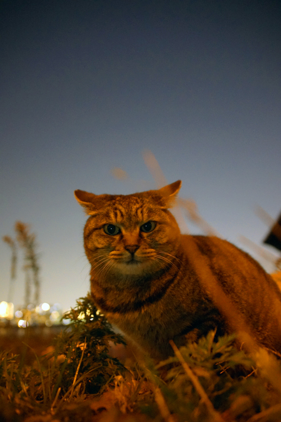 DSC09459_20131201.JPG