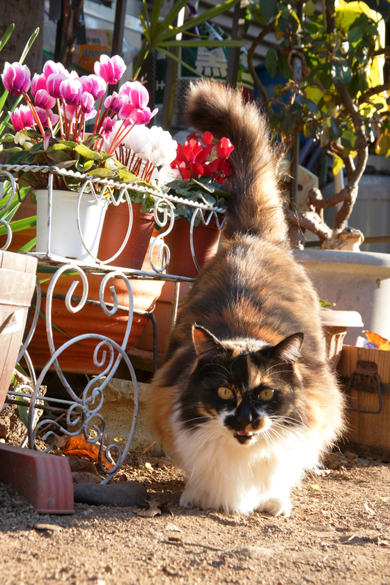 DSC09721_20131203.JPG