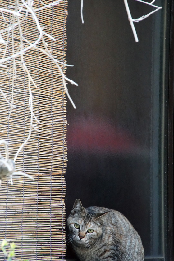 DSC03997_20140331.JPG