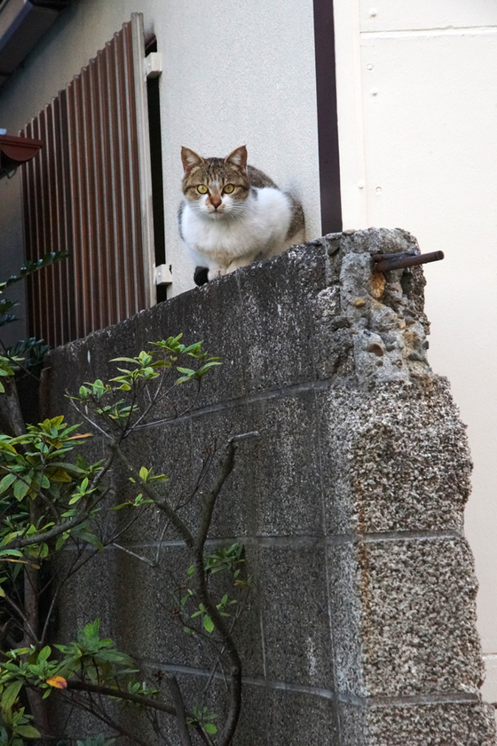 DSC04117_20140401.JPG