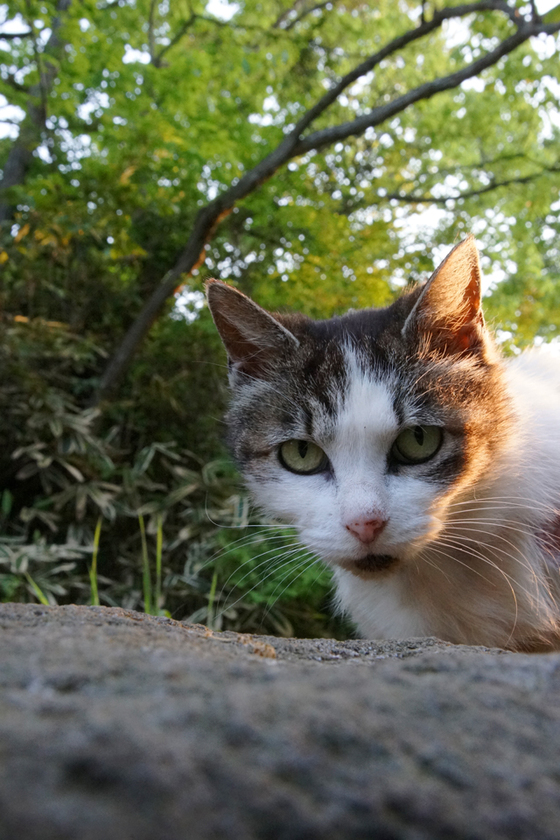 DSC06906_20140426.JPG