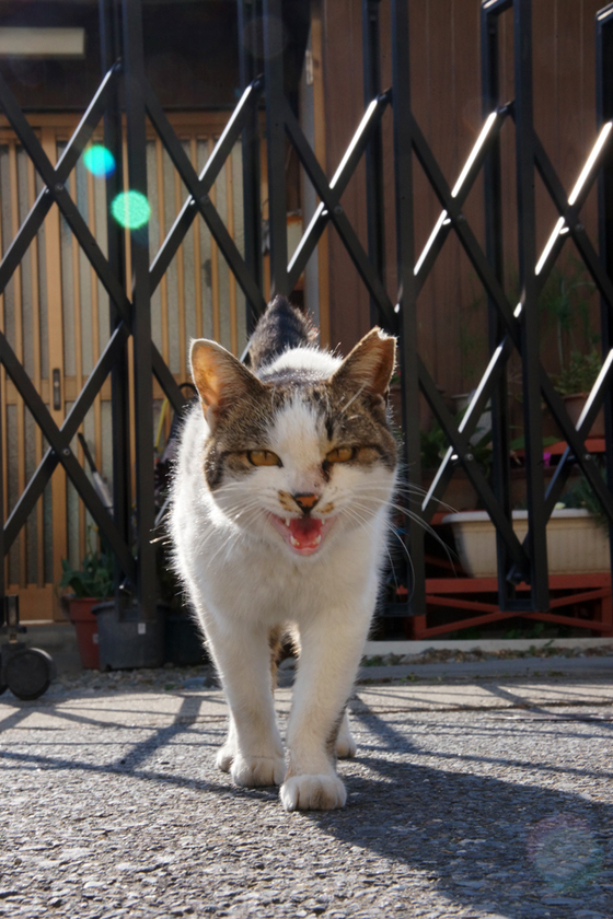 DSC07194_20140427.JPG