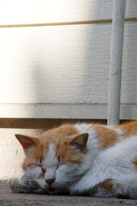 DSC07233_20140427.JPG