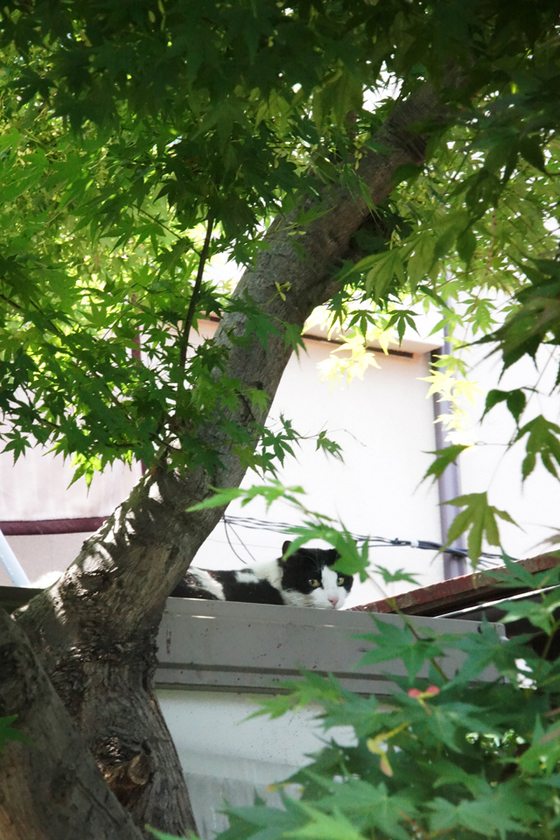 DSC09313_20140509.JPG