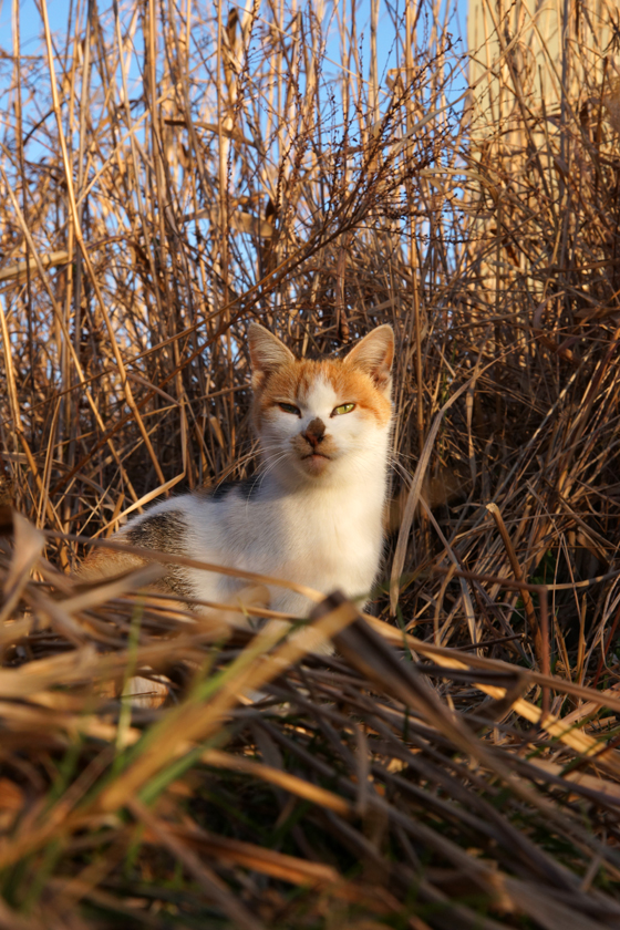 DSC00050_20160127.jpg