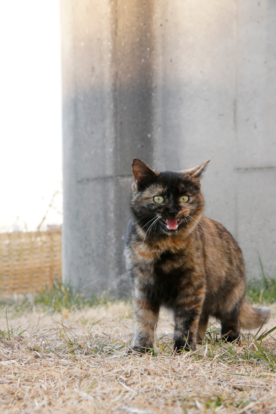 DSC00093_20160127.jpg