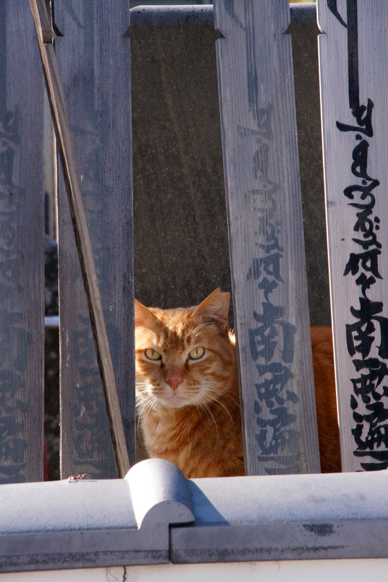 DSC00145_20160124.jpg