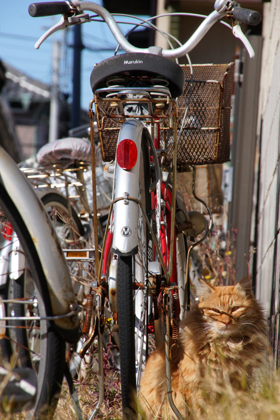 DSC00236_20160124.jpg