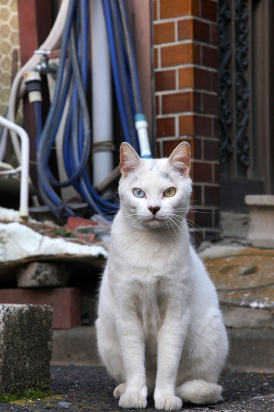 DSC00498_20160131.jpg