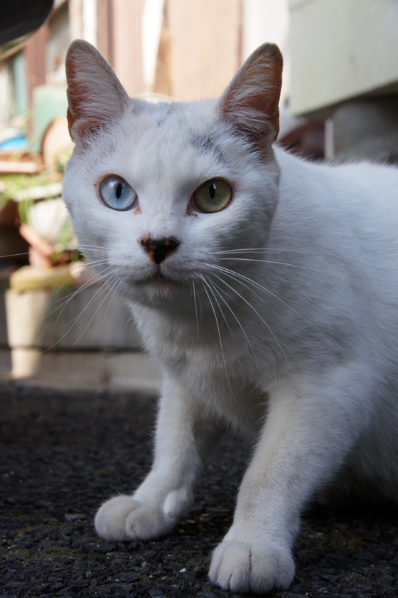 DSC00504_20160131.jpg