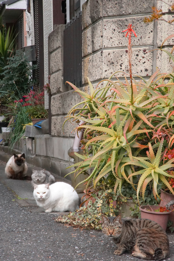DSC00610_20160131.jpg