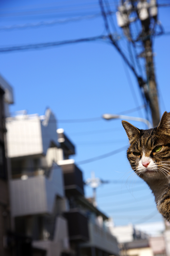 DSC09958_20160127.jpg