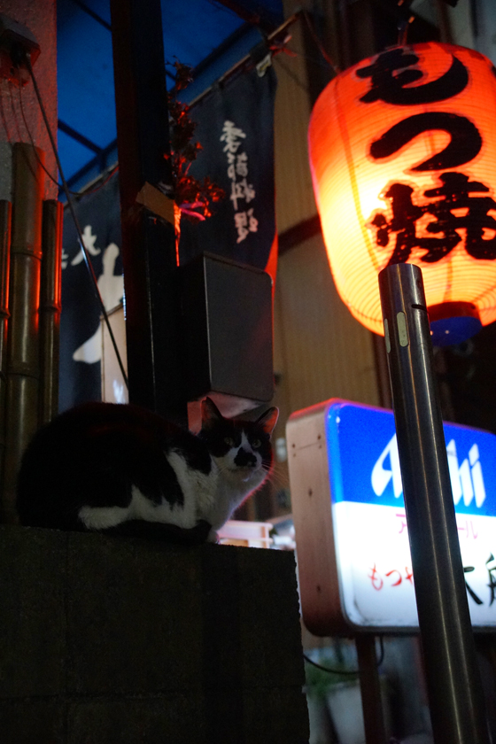 DSC03699_20160225.jpg