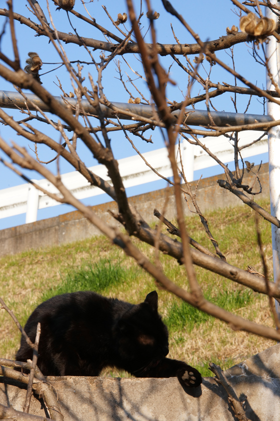 DSC04194_20160227.jpg