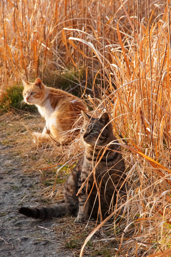 DSC04286_20160227.jpg