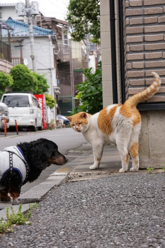 DSC00395_20160509.jpg