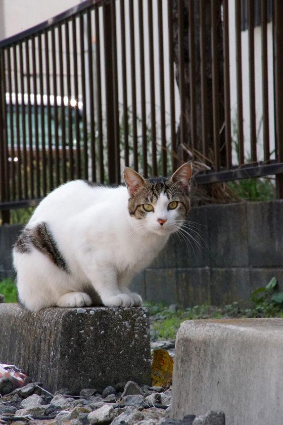 DSC09866_20160507.jpg
