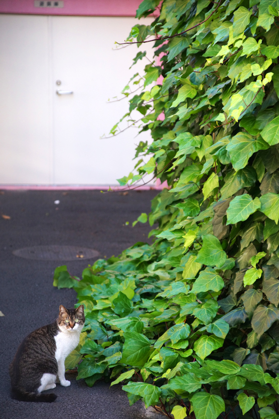 DSC00952_20160512.jpg