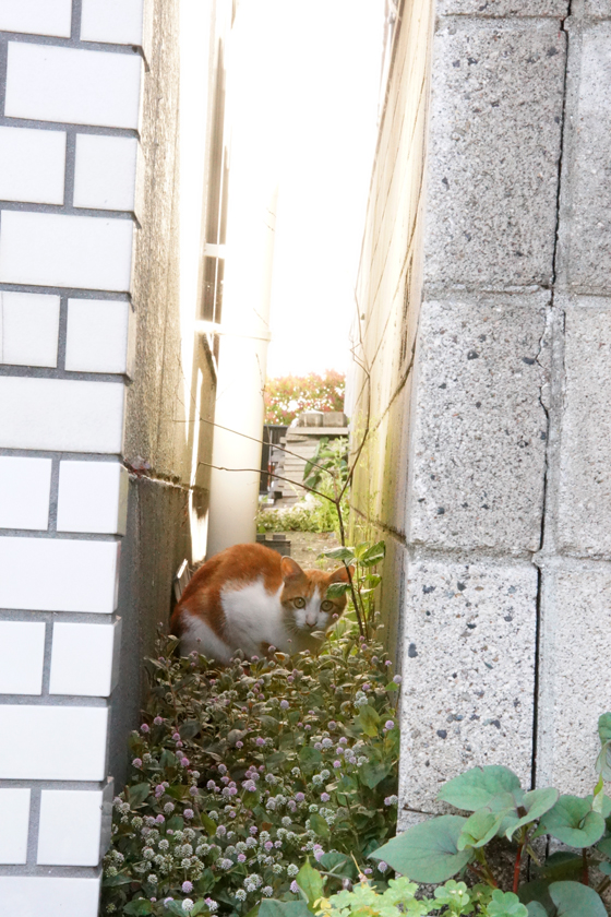 DSC01076_20160512.jpg