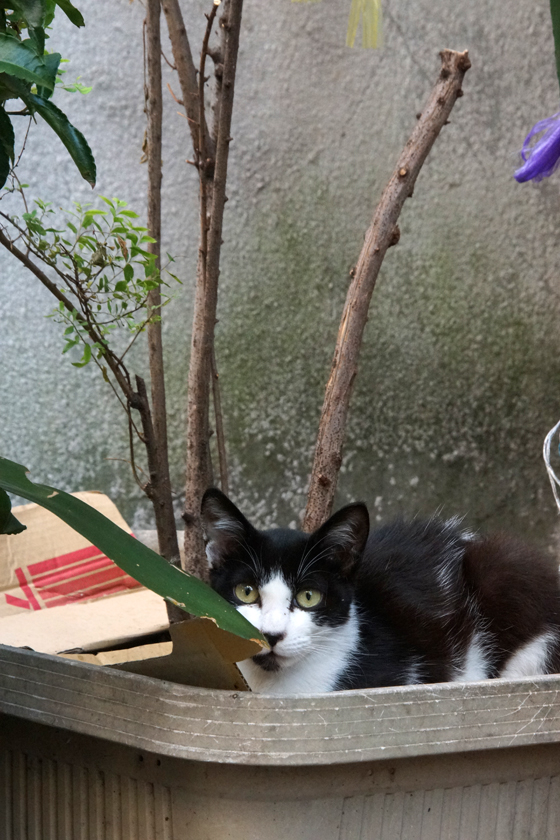 DSC00407_20160524.jpg