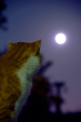 DSC04337_MOON_20150928.jpg